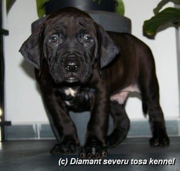 Tosa inu Welpen mit FCI Ahnetafel - Frühjahr/Sommer 2026