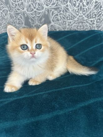 Wunderschöne BKH Kätzchen in Farbe Golden Chinchilla