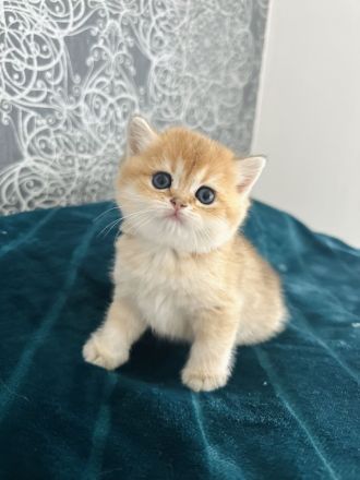 Wunderschöne BKH Kätzchen in Farbe Golden Chinchilla