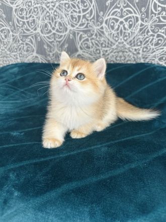 Wunderschöne BKH Kätzchen in Farbe Golden Chinchilla