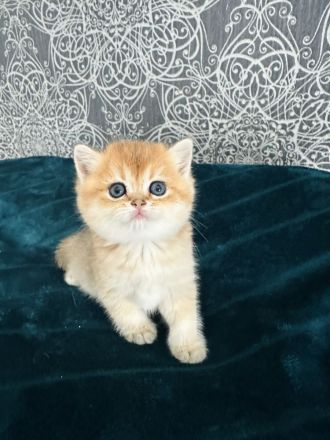 Wunderschöne BKH Kätzchen in Farbe Golden Chinchilla