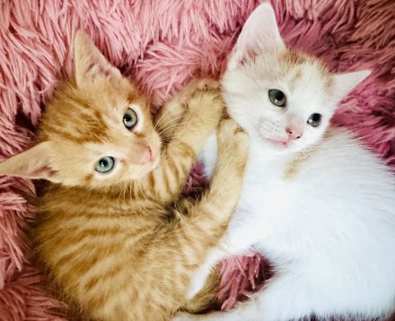 Fünf süße Kätzchen suchen ein neuen Besitzer.