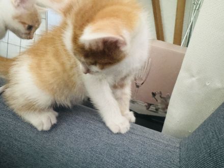 Fünf süße Kätzchen suchen ein neuen Besitzer.