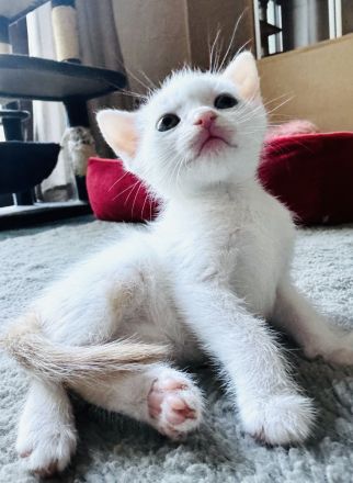 Fünf süße Kätzchen suchen ein neuen Besitzer.