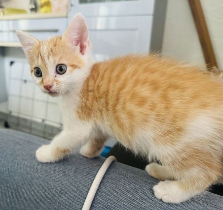 Fünf süße Kätzchen suchen ein neuen Besitzer.