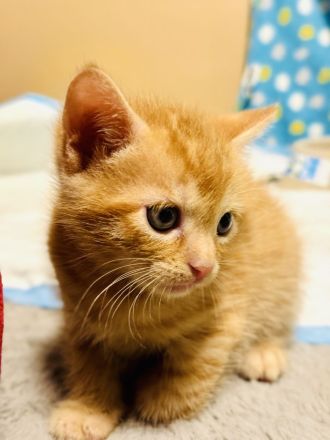 Fünf süße Kätzchen suchen ein neuen Besitzer.