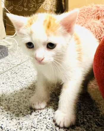 Fünf süße Kätzchen suchen ein neuen Besitzer.