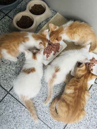 Fünf süße Kätzchen suchen ein neuen Besitzer.
