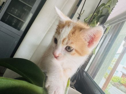 Fünf süße Kätzchen suchen ein neuen Besitzer.