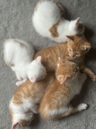 Fünf süße Kätzchen suchen ein neuen Besitzer.