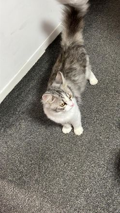 Kater Ragamuffin hasukater