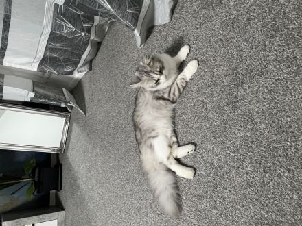 Kater Ragamuffin hasukater