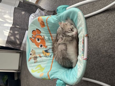 Kater Ragamuffin hasukater