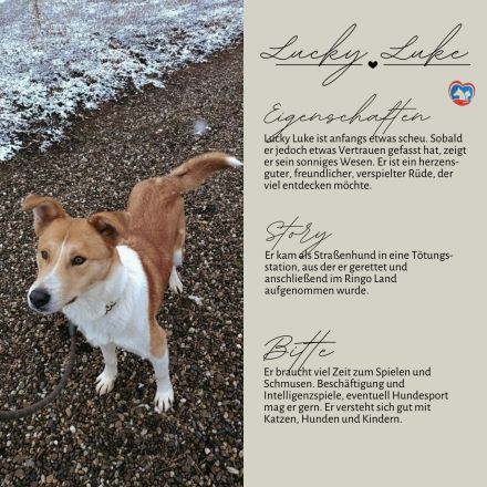 LUCKY LUKE sucht ein liebes Zuhause