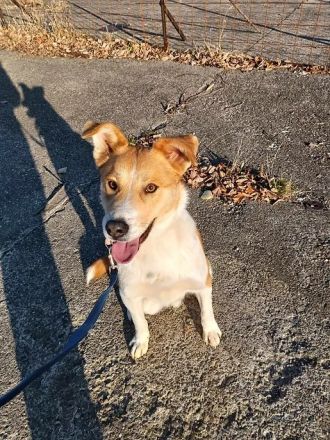 LUCKY LUKE sucht ein liebes Zuhause