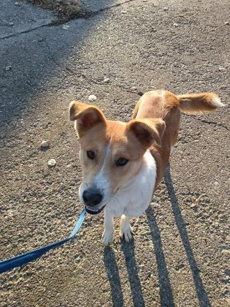 LUCKY LUKE sucht ein liebes Zuhause