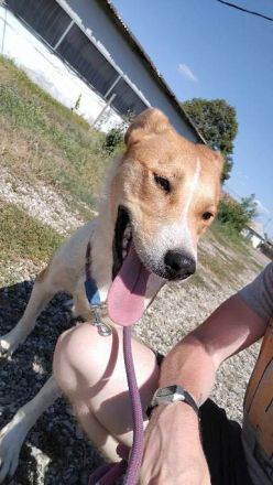 LUCKY LUKE sucht ein liebes Zuhause