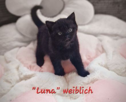 BKH/ BLH Kitten Katze Baby - geboren am 29.07.2024