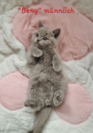 BKH/ BLH Kitten Katze Baby - geboren am 29.07.2024