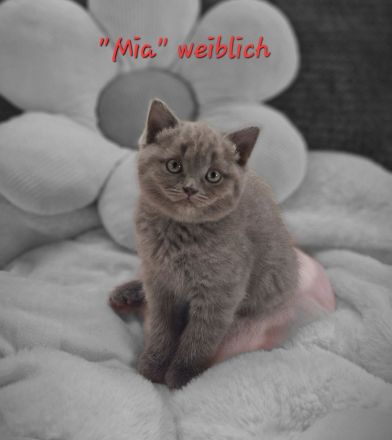 BKH/ BLH Kitten Katze Baby - geboren am 29.07.2024