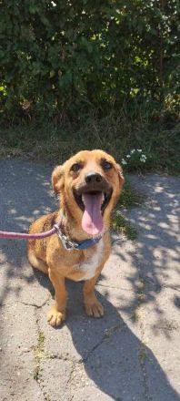 PUMPKIN - kleiner Rüde, große Power