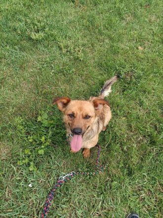 PUMPKIN - kleiner Rüde, große Power