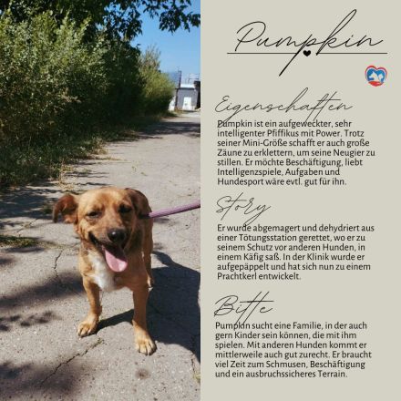 PUMPKIN - kleiner Rüde, große Power