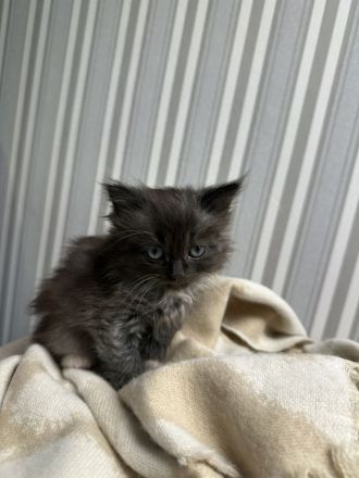 2 Kitten Norweger 1 Junge 1 Mädchen