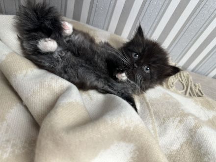 2 Kitten Norweger 1 Junge 1 Mädchen