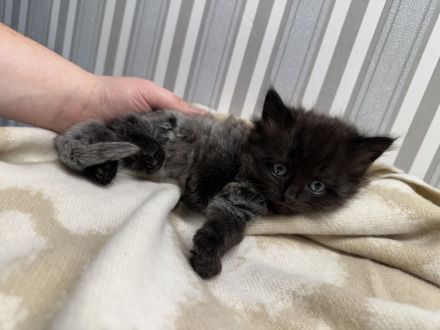 2 Kitten Norweger 1 Junge 1 Mädchen