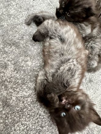 2 Kitten Norweger 1 Junge 1 Mädchen