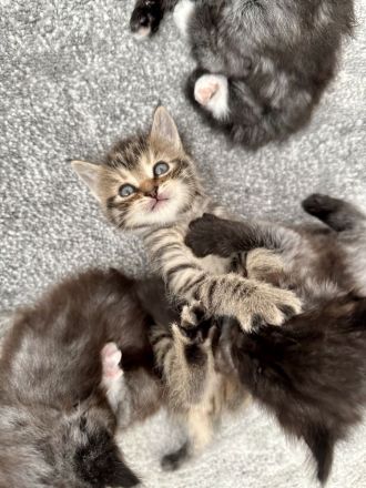 2 Kitten Norweger 1 Junge 1 Mädchen