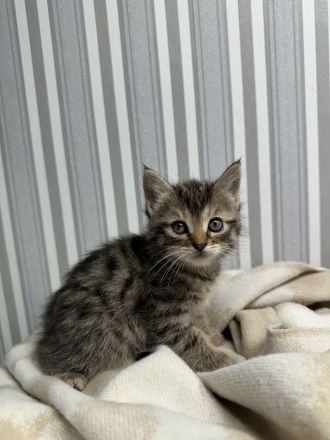 2 Kitten Norweger 1 Junge 1 Mädchen