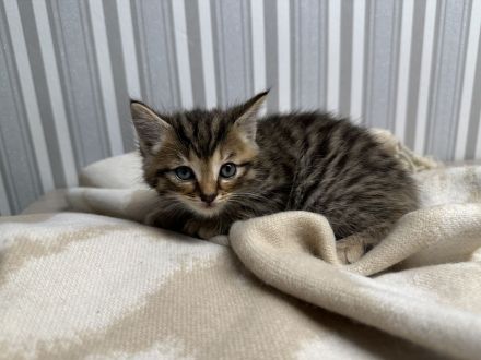 2 Kitten Norweger 1 Junge 1 Mädchen