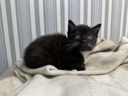 2 Kitten Norweger 1 Junge 1 Mädchen