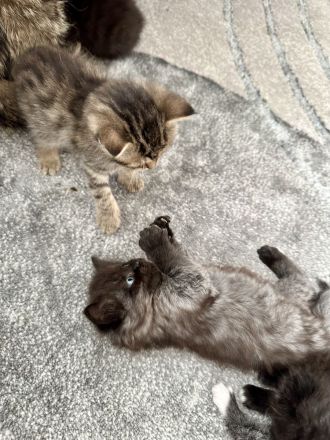 2 Kitten Norweger 1 Junge 1 Mädchen