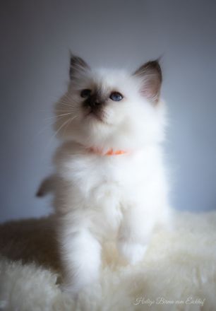 Birma Kätzchen / Kitten mit Stammbaum