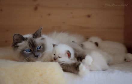 Birma Kätzchen / Kitten mit Stammbaum