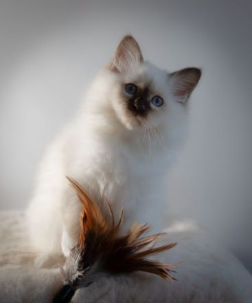 Birma Kätzchen / Kitten mit Stammbaum