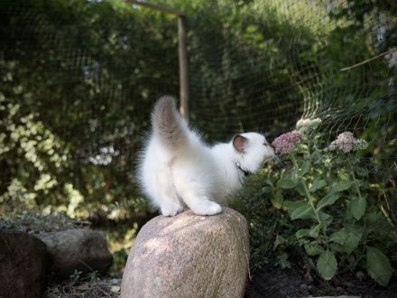 Birma Kätzchen / Kitten mit Stammbaum