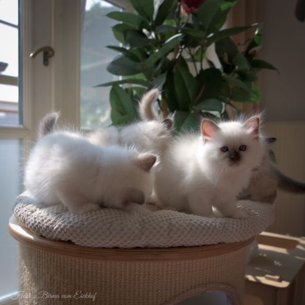 Birma Kätzchen / Kitten mit Stammbaum