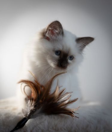 Birma Kätzchen / Kitten mit Stammbaum
