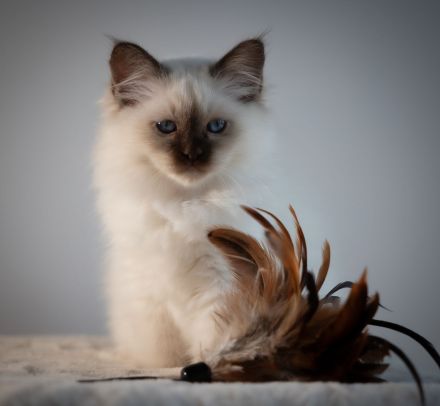 Birma Kätzchen / Kitten mit Stammbaum