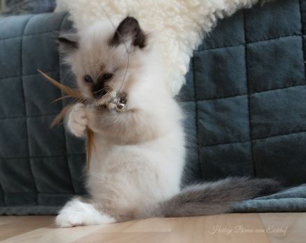 Birma Kätzchen / Kitten mit Stammbaum