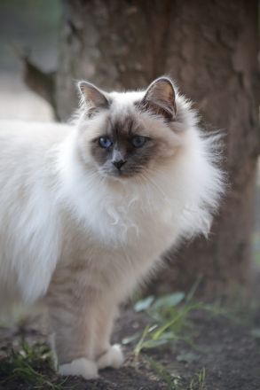 Birma Kätzchen / Kitten mit Stammbaum