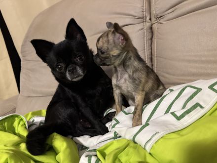 MiniChihuahua Weibchen