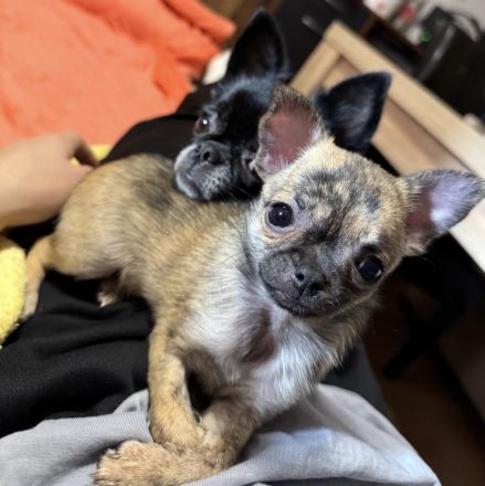 MiniChihuahua Weibchen