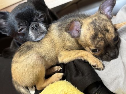 MiniChihuahua Weibchen