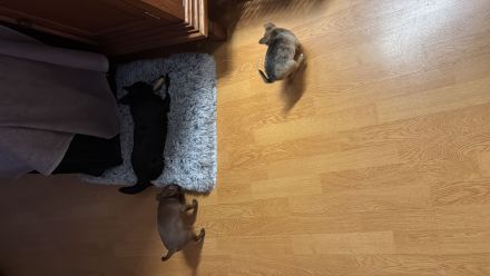 MiniChihuahua Weibchen