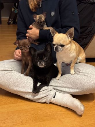 MiniChihuahua Weibchen